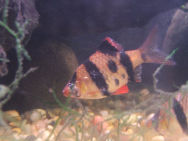 DSCF2065.JPG