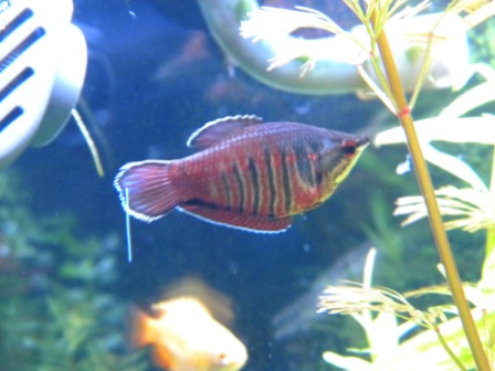 female.1 1.21.10.jpg