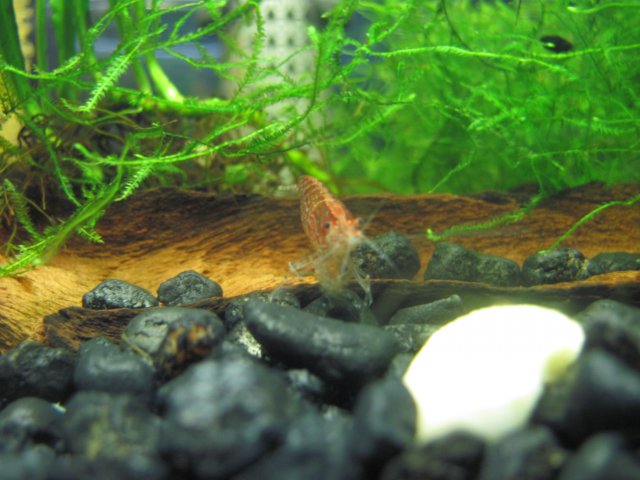 red cherry shrimp 1.jpg