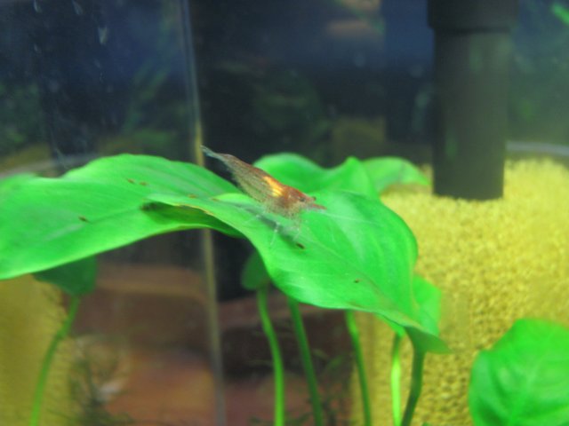 red cherry shrimp 2.jpg