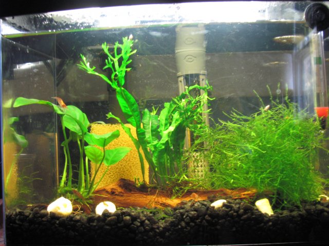 red cherry shrimp fts.jpg