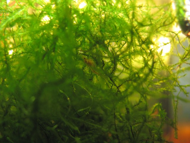 baby rcs 1.jpg