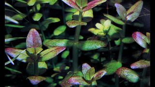Bacopa  sp 'Araguaia'.jpg