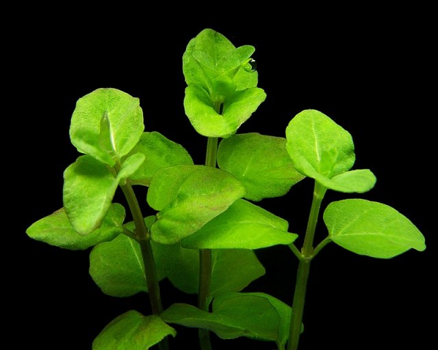 Clinopodium cf. brownei.jpg