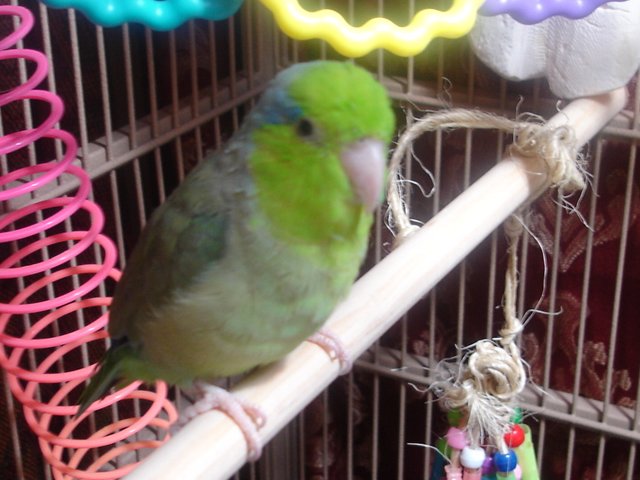 beemer's swing 002.JPG