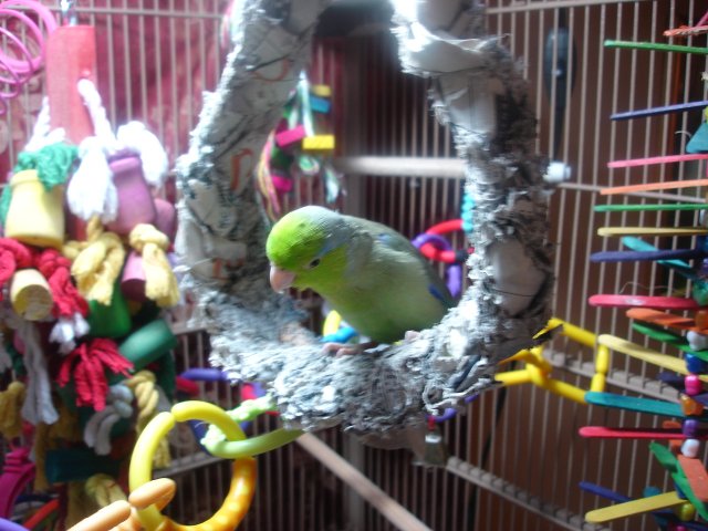 beemer's swing 005.JPG