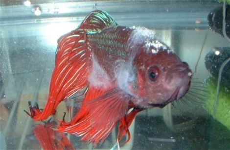 Columnaris pic.jpg