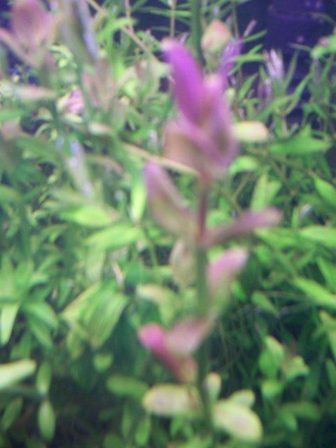 Bacopa araguaia.jpg