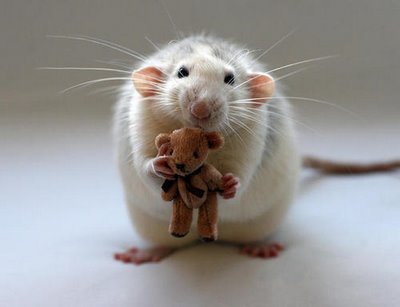 rat2.jpg