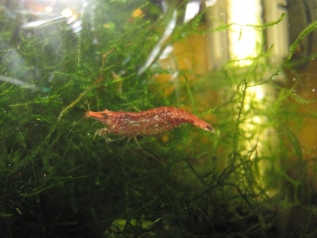 red cherry shrimp wnyh.jpg
