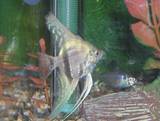 angelfish.jpg