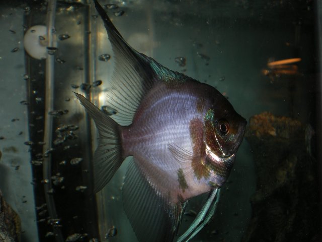 IMGP5113.JPG
