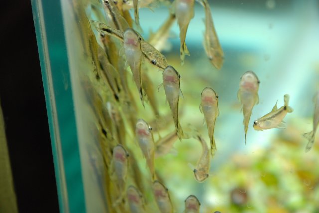 otos, apistos 018.jpg