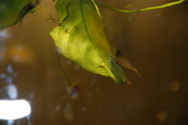 otos, apistos 005.jpg