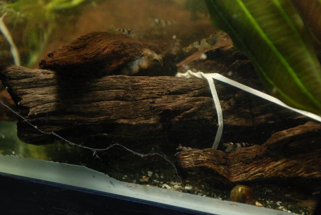 dwarf mex, apistos, random 002.jpg dwarf mex, apistos, random 002.jpg