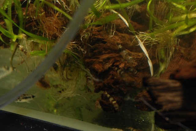 dwarf mex, apistos, random 003.jpg dwarf mex, apistos, random 003.jpg