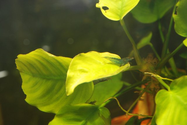 dwarf mex, apistos, random 007.jpg dwarf mex, apistos, random 007.jpg