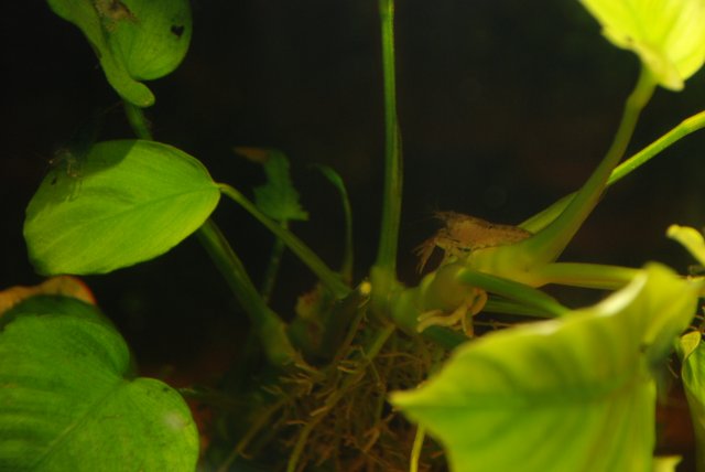 dwarf mex, apistos, random 006.jpg