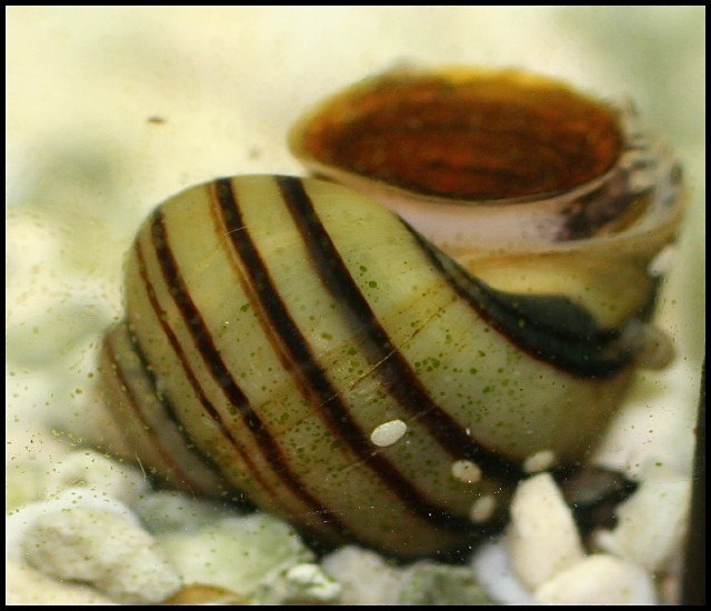 snail white spots.jpg