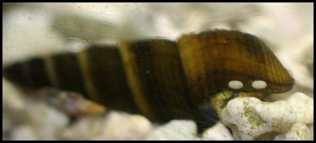 snail white spot2.jpg