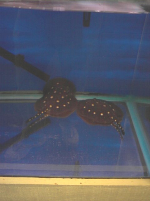 p_00106.jpg