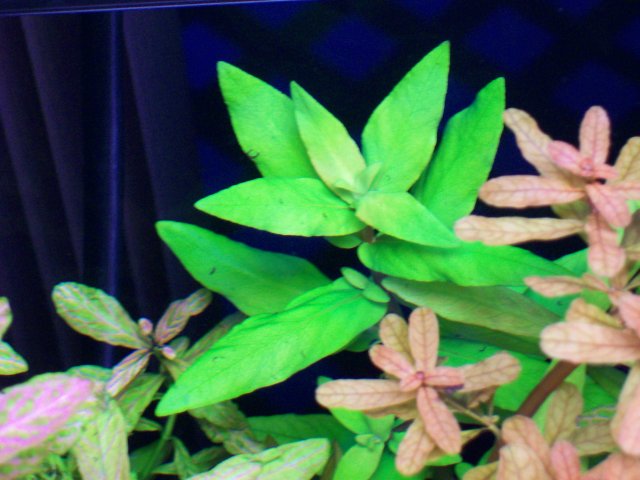 Nessaea triflora.jpg