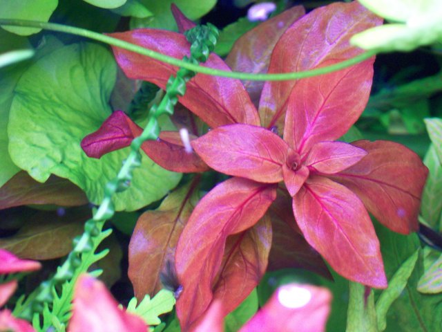 Ludwigia peruensis.jpg