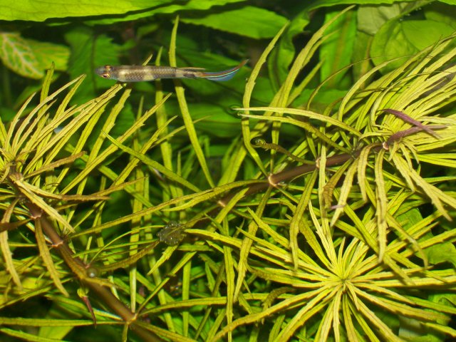 Pogostemon stellatus 'Narrow Leaf'.jpg