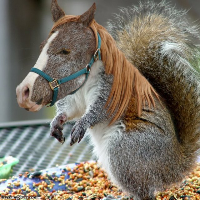 Rat-or-squirrel.jpg