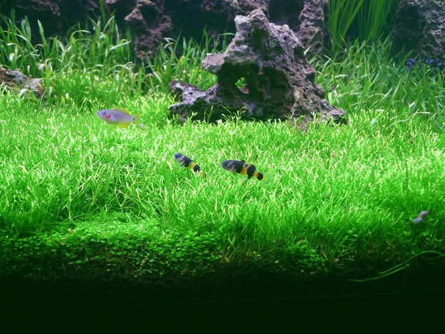 Grud Goby.JPG Grud Goby.JPG