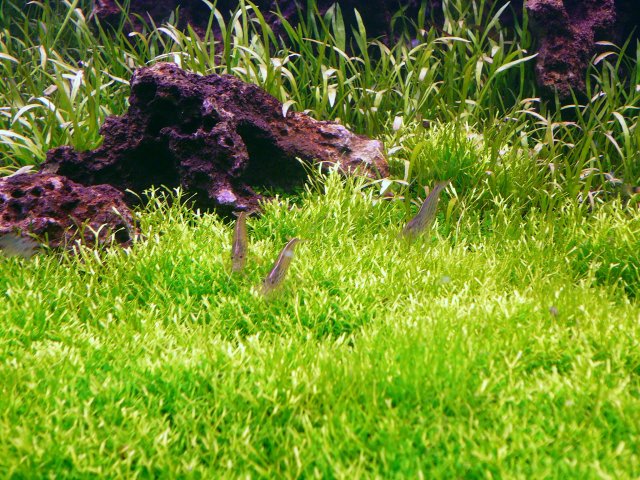 Shrimp 3.JPG Shrimp 3.JPG