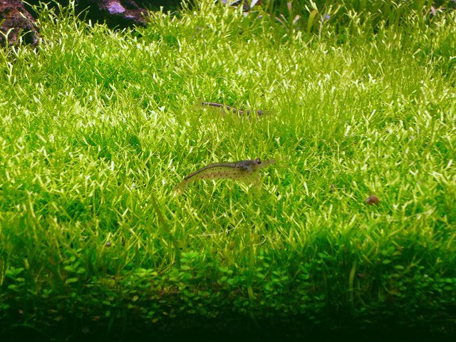 Shrimp Graze.JPG Shrimp Graze.JPG