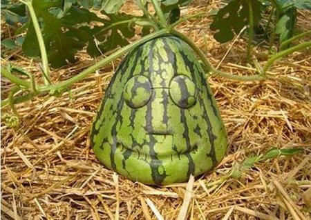 fruit 3.jpg
