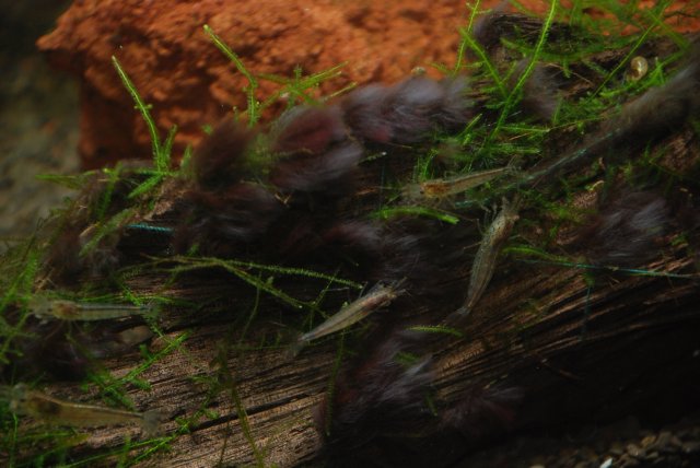 dwarf mex, apistos, random 016.jpg