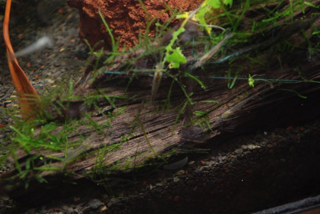 algae update amanos, bee shrimp 005.jpg