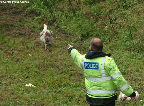 chickencop.jpg