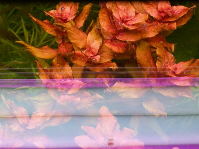 Fs Japan Red Silver Tip Bihar India Lanigera Shipped Az Aquariacentral Com Fs Japan Red Silver Tip Bihar India Lanigera Shipped Az Aquariacentral Com