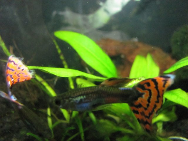 Guppie(s) 1.jpg Guppie(s) 1.jpg