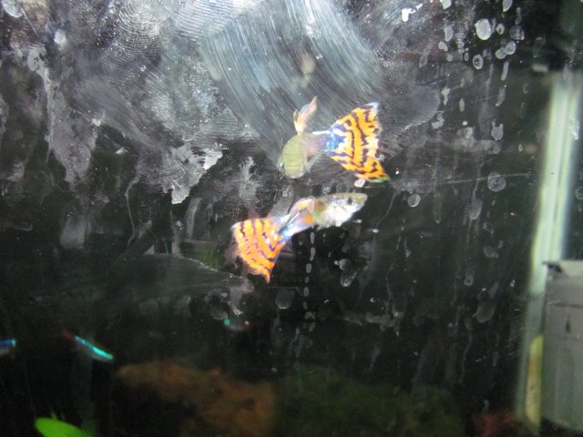 Guppie(s) 3.jpg Guppie(s) 3.jpg
