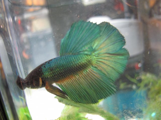 Emerald flare 1.jpg Emerald flare 1.jpg