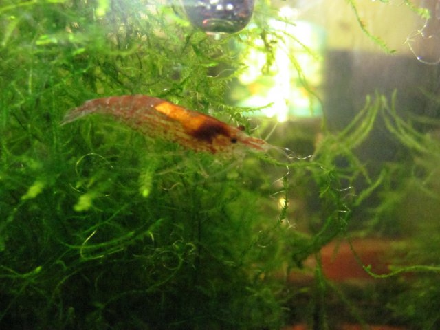 rcs 4.jpg rcs 4.jpg