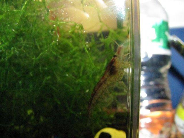 rcs 5.jpg rcs 5.jpg