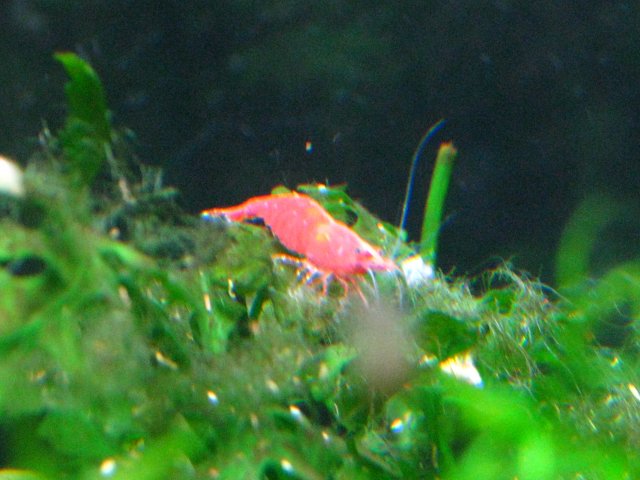 IMG_2185.JPG