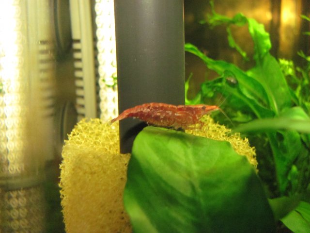 rcs 8 m.jpg