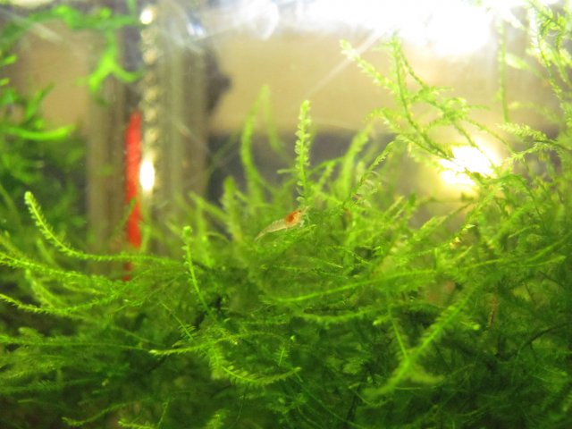baby rcs 5.jpg
