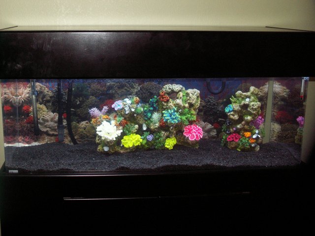 new 60 gallon 011.JPG