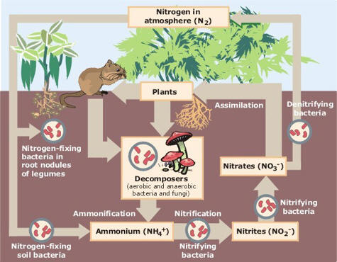 nitrogen_cycle_EPA.jpg nitrogen_cycle_EPA.jpg