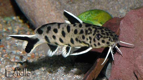 synodontis-petricola-dwarf-8.jpg