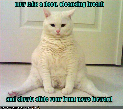 yoga-cat-787253.jpg