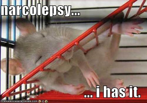 funny-pictures-narcolepsy-rat.jpg
